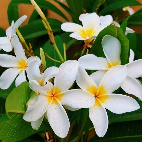 Meet your Posher, Magally - Picture 1 of 1